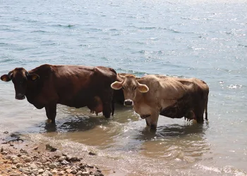 Bolu’da ineklerin serinleme keyfi