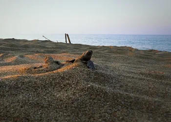 “Caretta carettaların yuva sayısı 2 bin 551’e ulaştı”