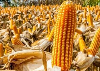 TMO, mısır alım fiyatını açıkladı