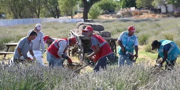 Tarihi Alan’da Lavanta hasadı yapıldı