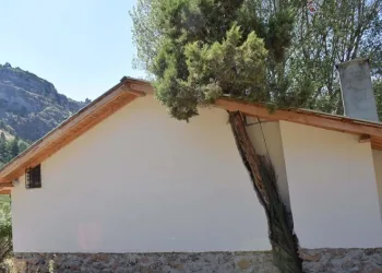 Kesmeye kıyamadığı ağacı evle birleştirdi