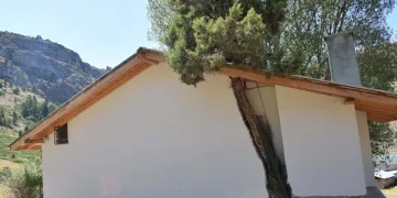 Kesmeye kıyamadığı ağacı evle birleştirdi