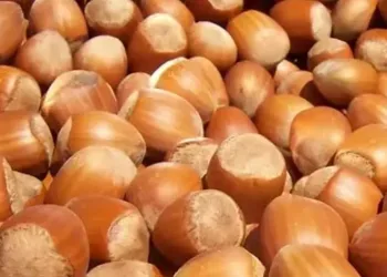 Fındık ihracatında milyonluk döviz girdisi