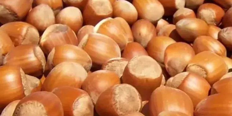 Fındık ihracatında milyonluk döviz girdisi