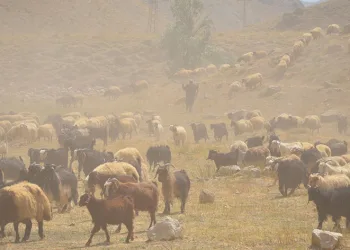 Göçerler son demlerini yaşıyor