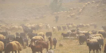Göçerler son demlerini yaşıyor