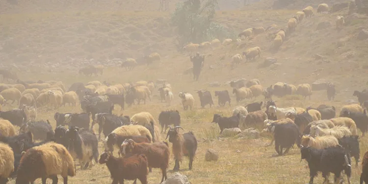 Göçerler son demlerini yaşıyor