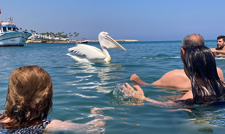 4 pelikan denizde tatilcilere eşlik etti