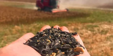 Ayçiçeği hasadı başladı