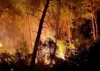 Adana’da orman yangını