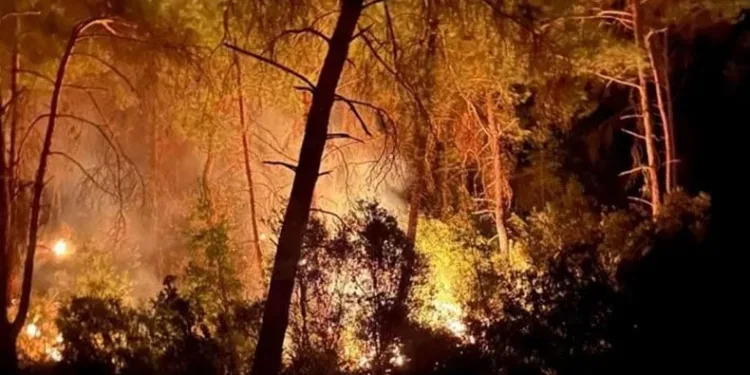 Adana’da orman yangını
