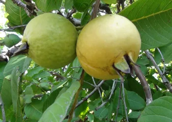 Tropikal meyve guavanın hasadına başlandı
