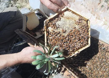 Sahiplendirilen kovanlardaki ballar hasat edildi