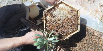 Sahiplendirilen kovanlardaki ballar hasat edildi
