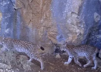 Vaşaklar yaşamını koruma altında sürdürüyor