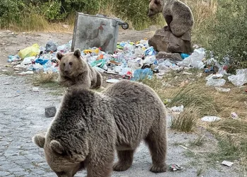 Saldırganlıklarına aldırış etmeden, görüntülemeye çalıştılar