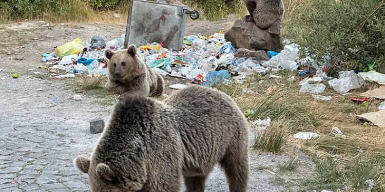 Saldırganlıklarına aldırış etmeden, görüntülemeye çalıştılar
