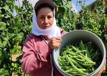 Çameli fasulyesinde hasat devam ediyor