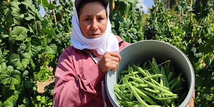 Çameli fasulyesinde hasat devam ediyor