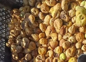 Jandarma incir hırsızlarına göz açtırmıyor