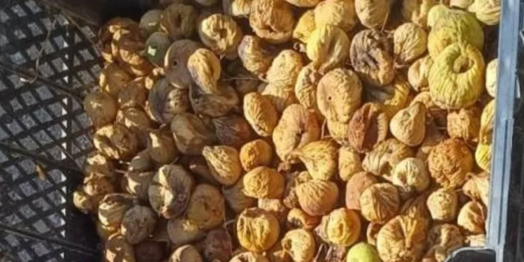 Jandarma incir hırsızlarına göz açtırmıyor