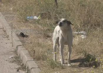 Başıboş köpekler mahalle sakinlerini perişan etti