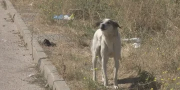 Başıboş köpekler mahalle sakinlerini perişan etti