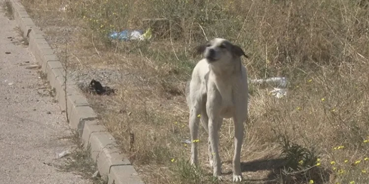 Başıboş köpekler mahalle sakinlerini perişan etti
