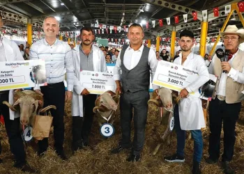 Küçükbaş hayvancılık festivali başlıyor