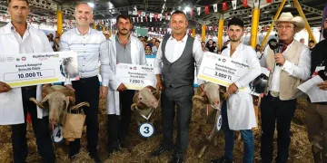 Küçükbaş hayvancılık festivali başlıyor