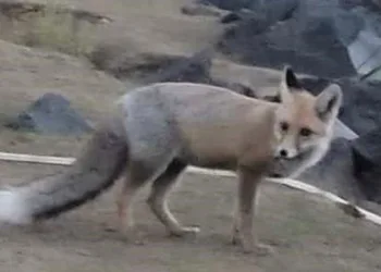 Aç kalan tilki dağcıların çadırına girdi