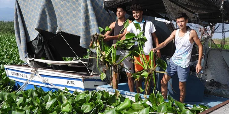 Asi Nehri’ni adeta esir aldılar