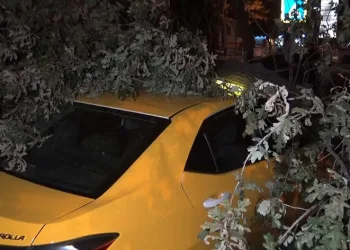 Bursa’da 193 yıllık ağaç taksi durağına devrildi