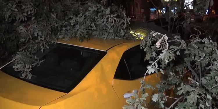 Bursa’da 193 yıllık ağaç taksi durağına devrildi