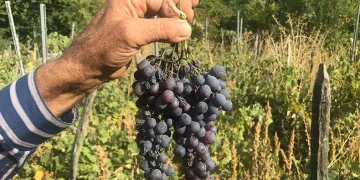 Üzüm sepetleri boş kaldı