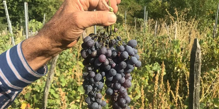 Üzüm sepetleri boş kaldı