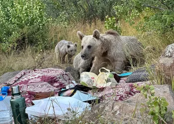 Ayılar piknikçilerin sofrasına oturdu