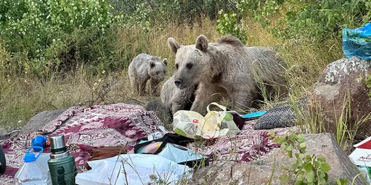 Ayılar piknikçilerin sofrasına oturdu