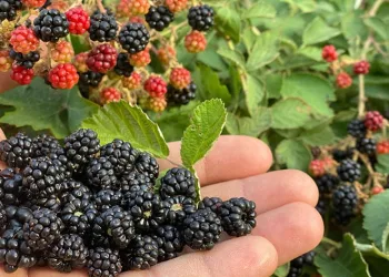 Böğürtlen toplama sezonu başladı