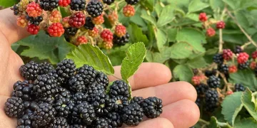 Böğürtlen toplama sezonu başladı