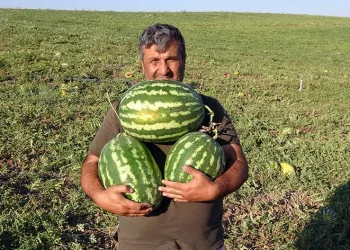 Kavun ve karpuz hasadı sürüyor