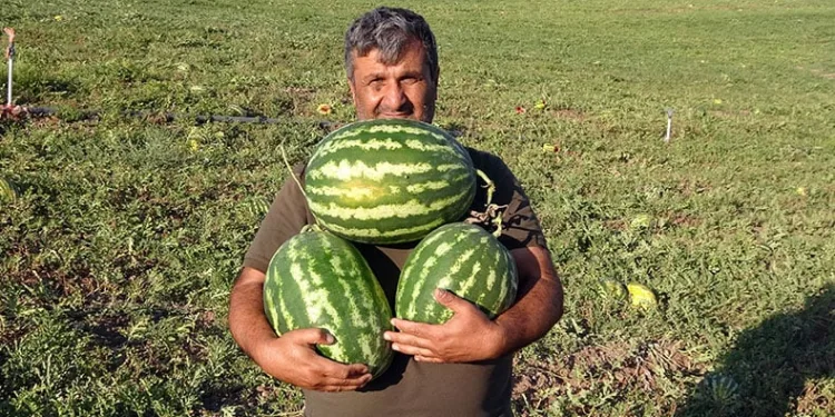 Kavun ve karpuz hasadı sürüyor