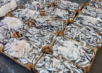 Balıkçılar sezondan umutlu