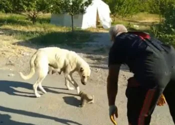 Yavrusu kurtarılana kadar başında bekledi