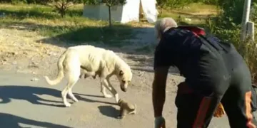 Yavrusu kurtarılana kadar başında bekledi