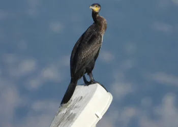 Sulak Alanı’ndaki kuşlar hayran bırakıyor