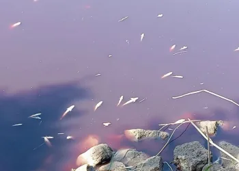 Dökülen kimyasal atıklar yüzlerce balığı öldürdü