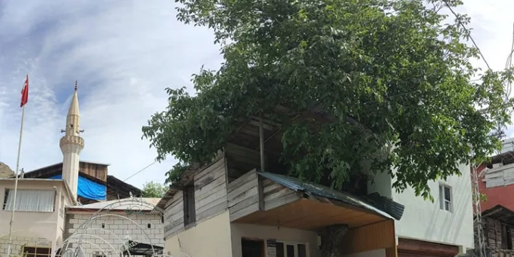 Kütüphanenin çatısının içinden yükseliyor