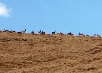 Hakkari’de dağ keçileri sürüsü görüldü