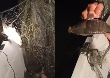 Kovada Gölü’nde ağ ele geçirildi